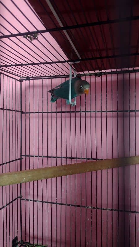 lovebird 1