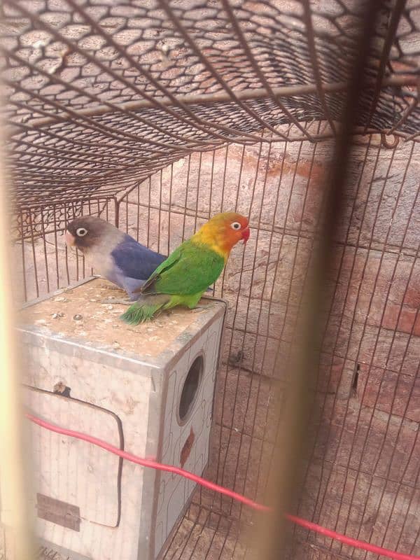 lovebird breeder pair whit cage 0