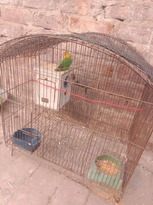 lovebird breeder pair whit cage 2