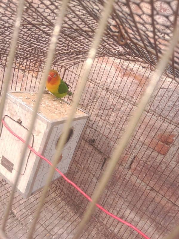 lovebird breeder pair whit cage 4