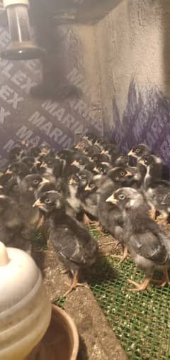 Australorp/Plymouth