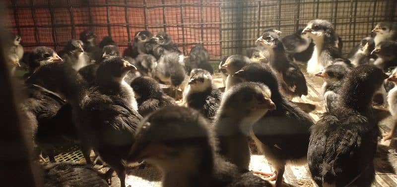 Australorp/Plymouth Chicks +18 Days old 1