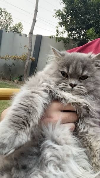 Grey persian cat. 2