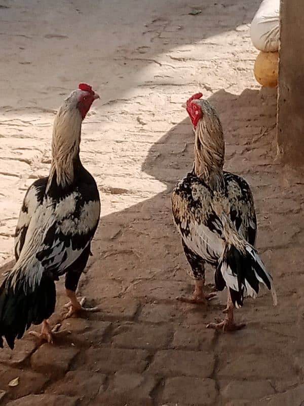 aseel mianwali breed color jawa 1