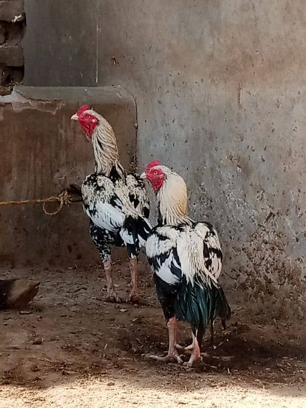 aseel mianwali breed color jawa 2