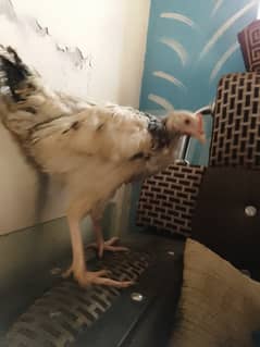 A pair of  brahma 5 months old very active