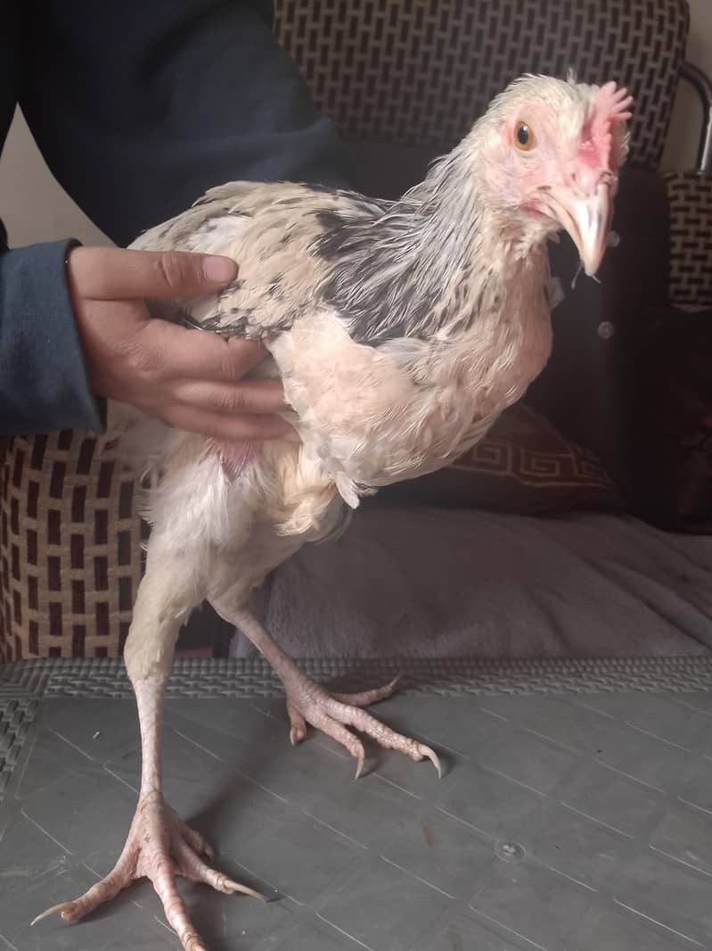 A pair of  brahma 5 months old very active 1