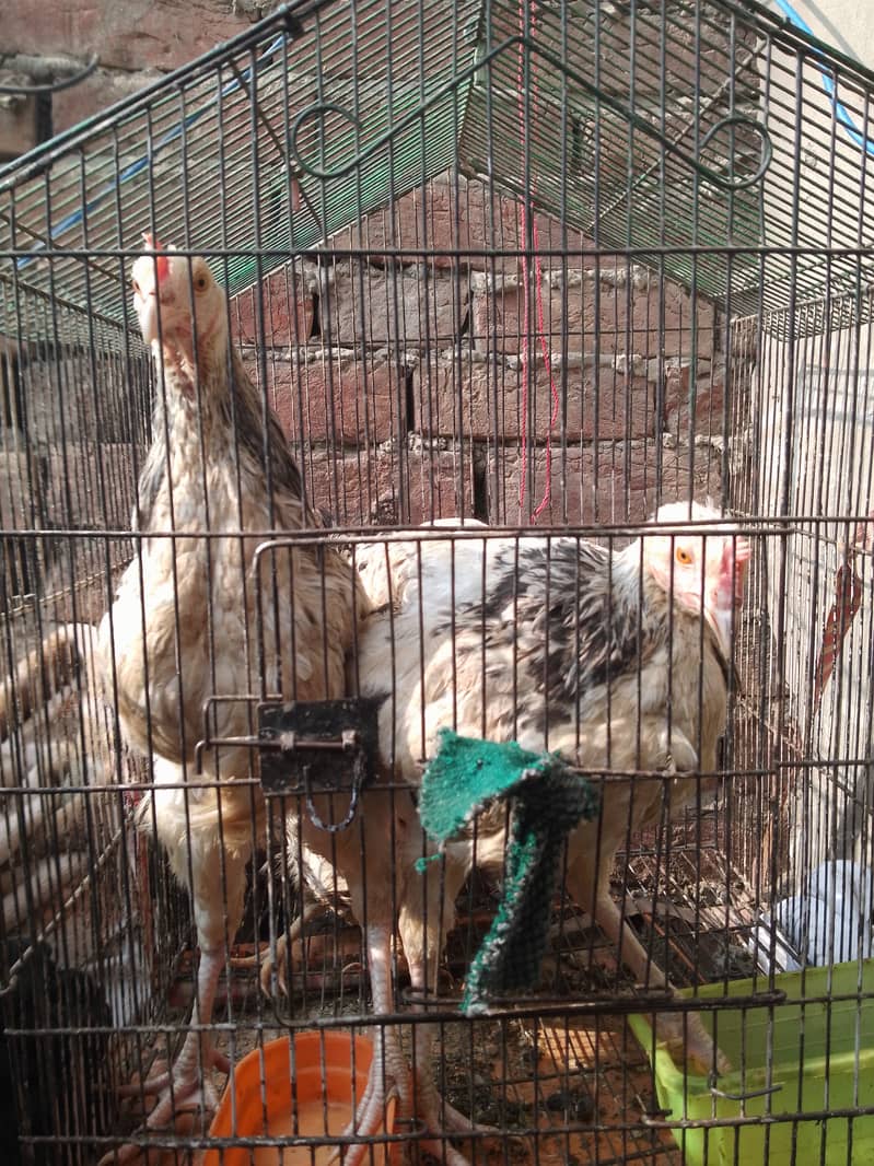 A pair of  brahma 5 months old very active 2