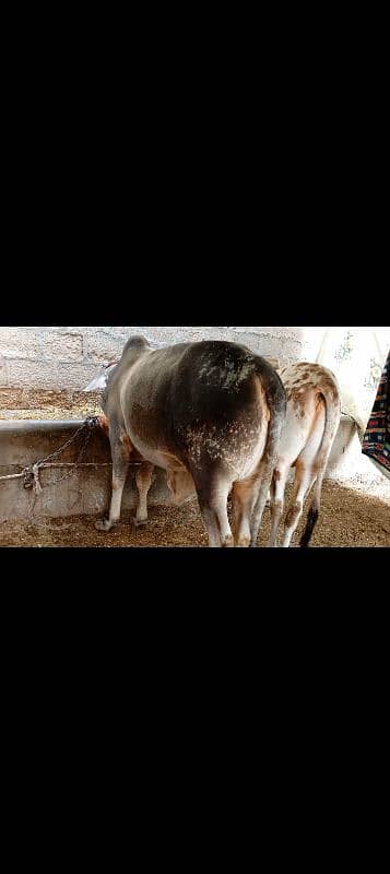 Pure Cholistani Bull 3