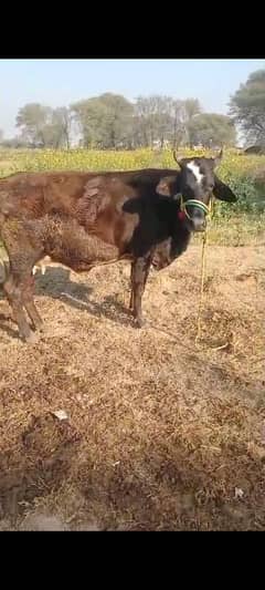 jarci cross cow for sale gaban