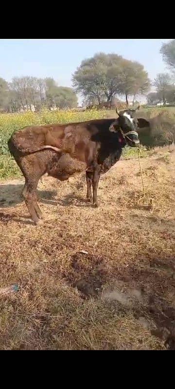 jarci cross cow for sale gaban 1