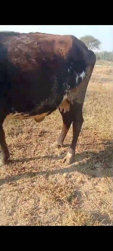 jarci cross cow for sale gaban 2