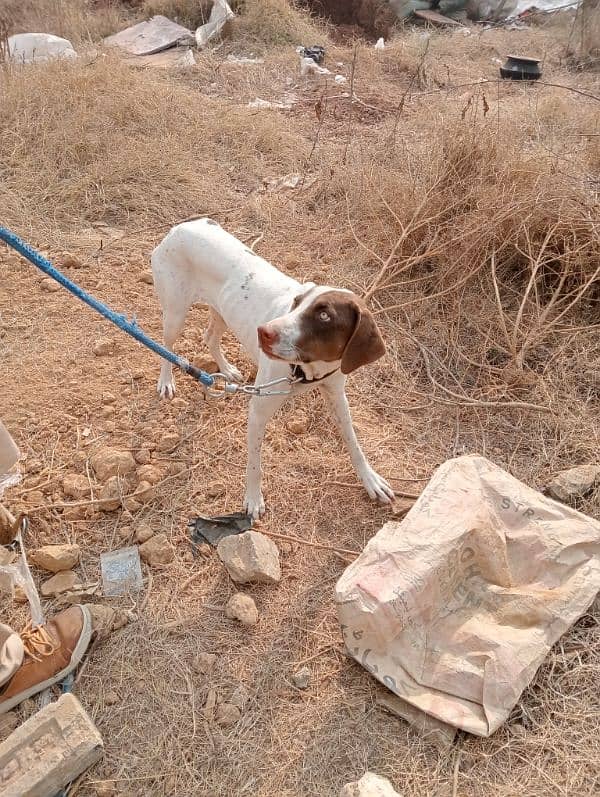 English pointer 0