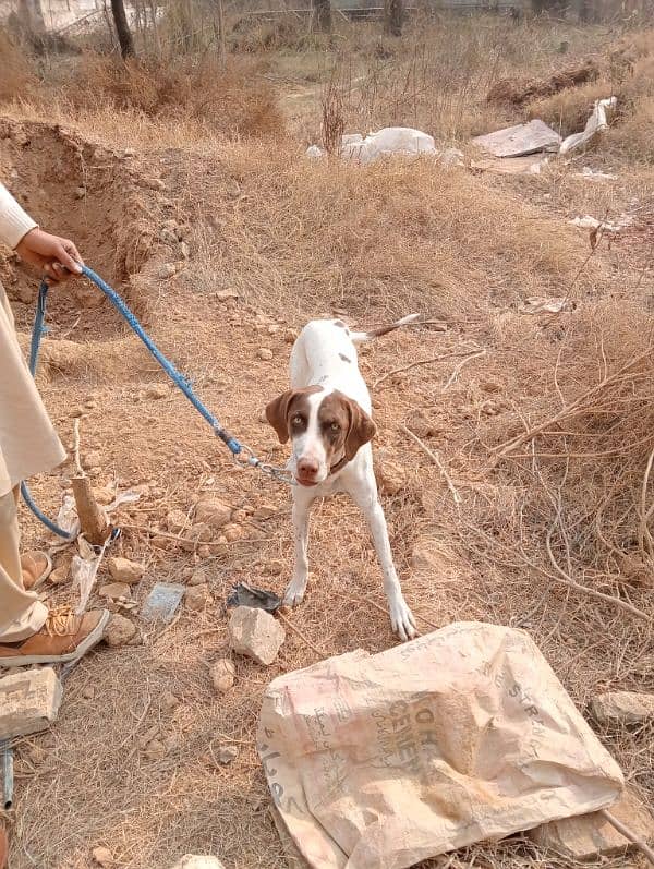 English pointer 1