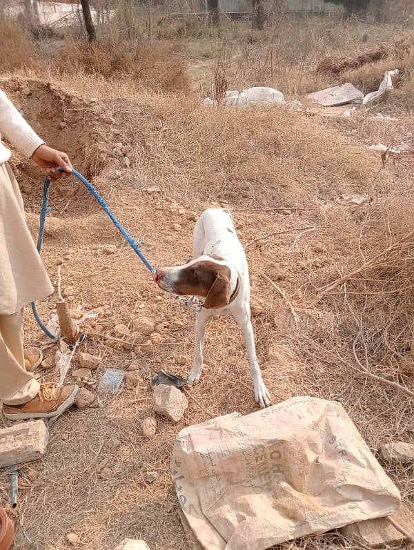 English pointer 2