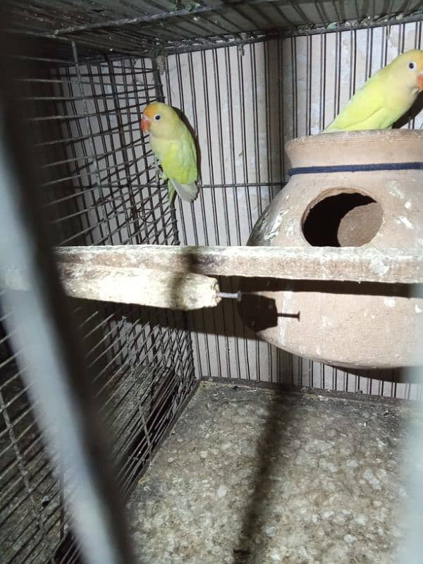 parrot 1