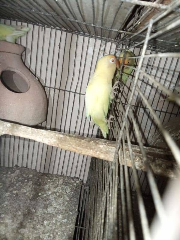 parrot 2