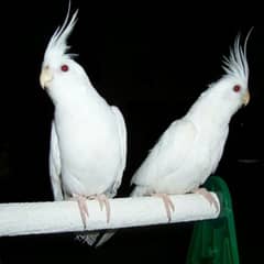 eno red eye cocktiel pathay pair