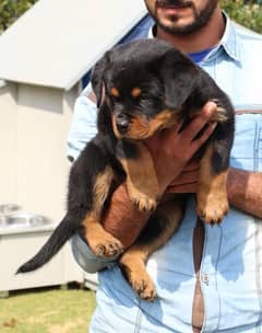 Rottweiler impoterd pedigree microchipped puppies available