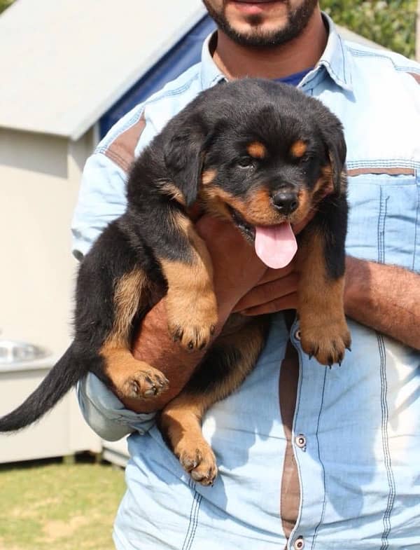 Rottweiler impoterd pedigree microchipped puppies available 1