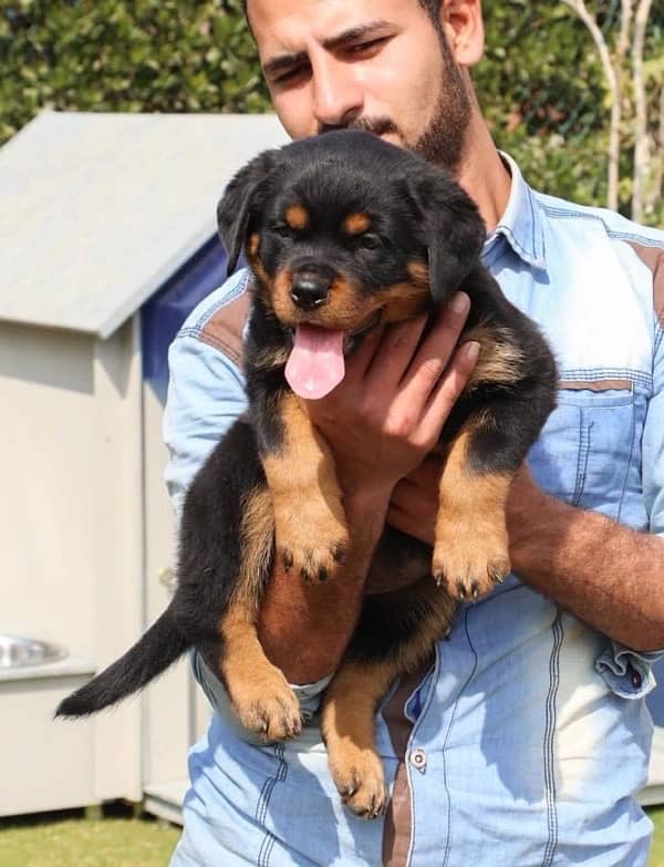 Rottweiler impoterd pedigree microchipped puppies available 2