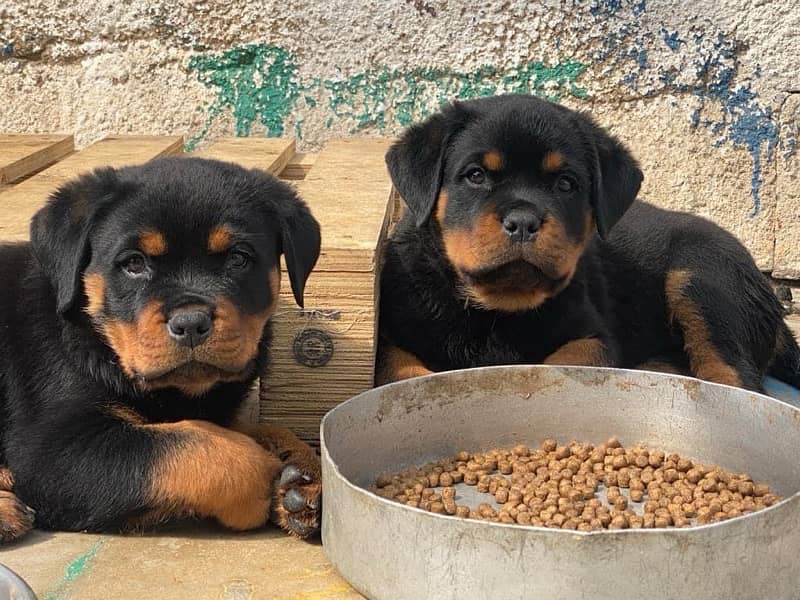 Rottweiler impoterd pedigree microchipped puppies available 3