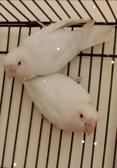 Albino