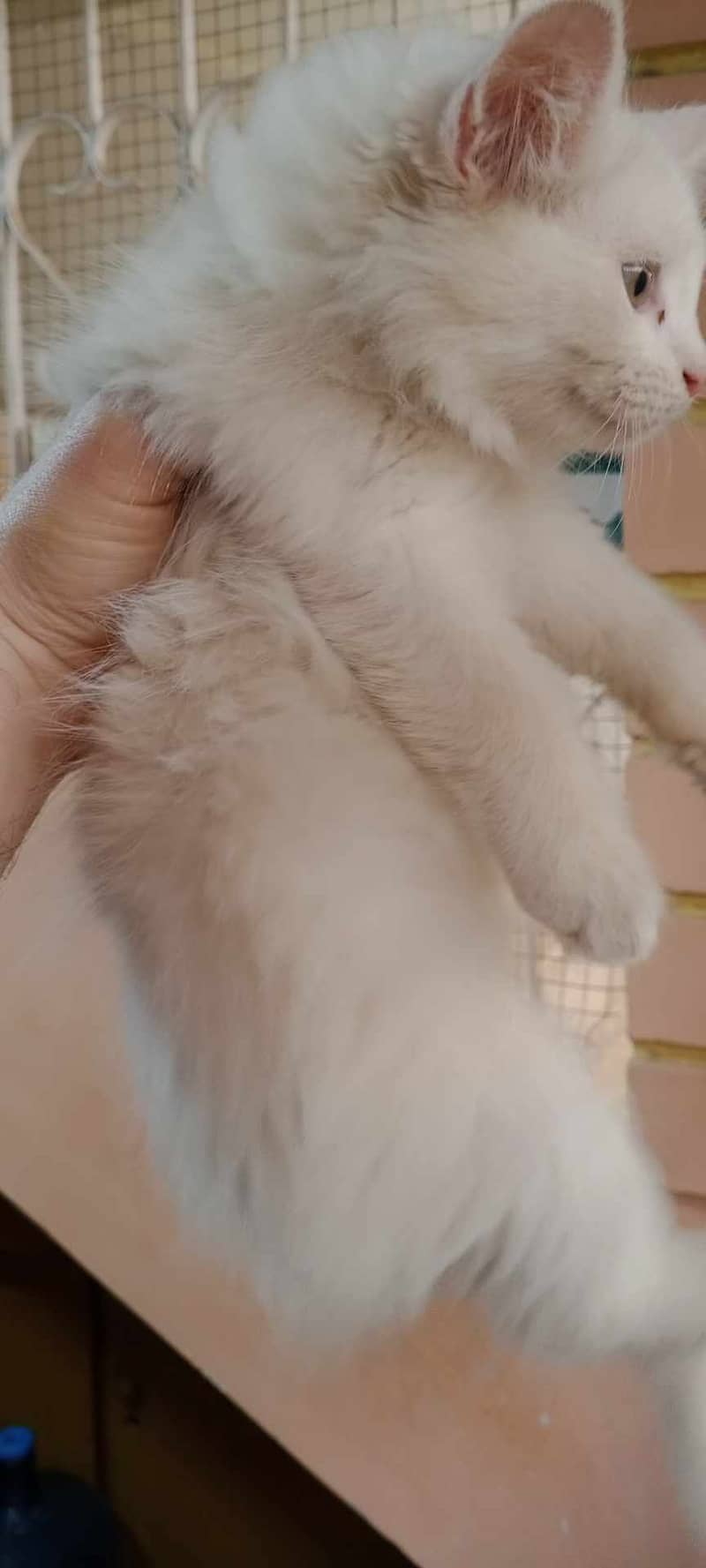 pure persian pair availabls cats ailable for sale 03312273775 whatsaap 0