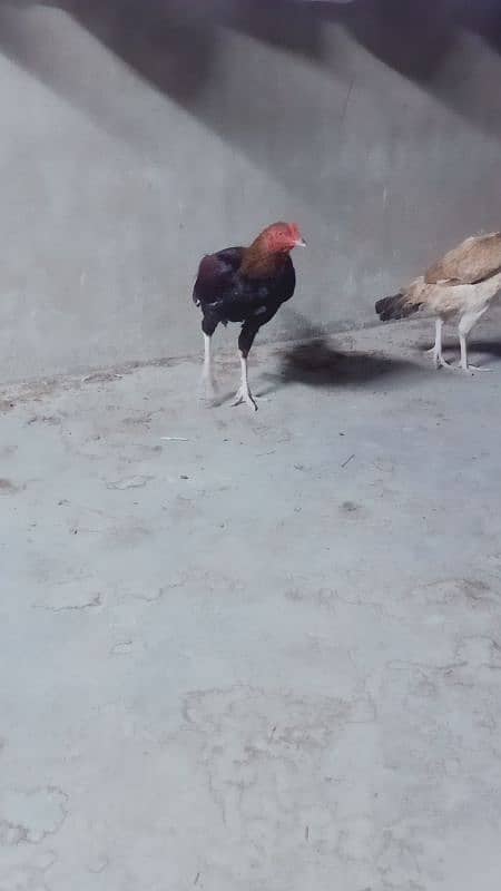 assel mianwali pair for sale 3