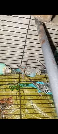 Australian Budgies