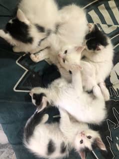 Doll face mixbreed kittens need a good caring home