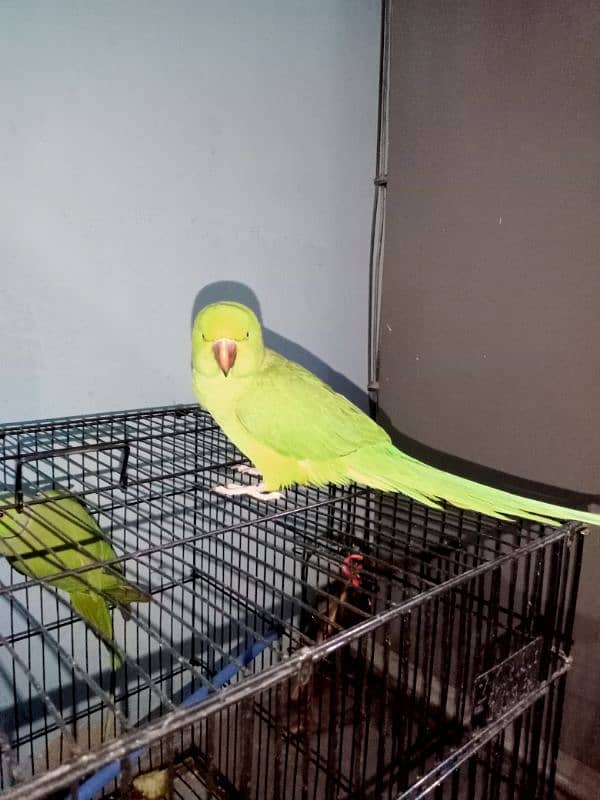 green ringneck female 2