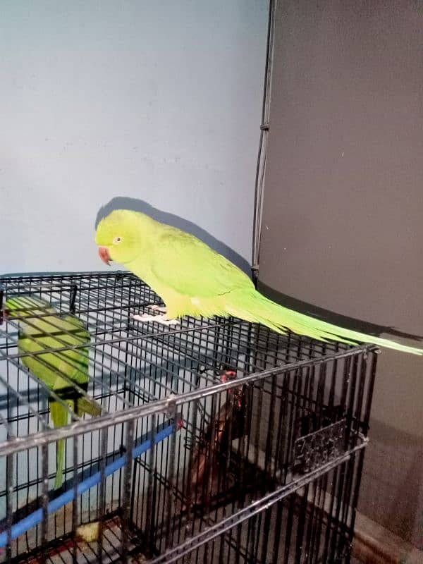 green ringneck female 3