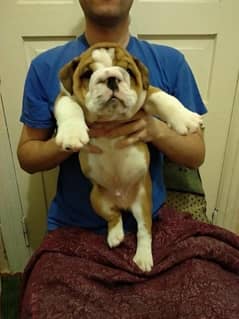 English bulldog imported pedigree puppy available here