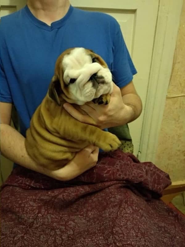 English bulldog imported pedigree puppy available here 1