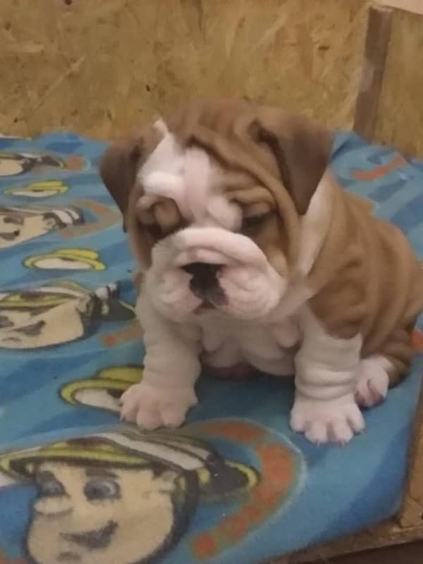 English bulldog imported pedigree puppy available here 2