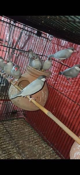 Jawa: Chicks, (Fawn, Opal & Silver) & Ready to bread Pairs. 3