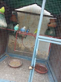 Pigeons with their Cage for Slae