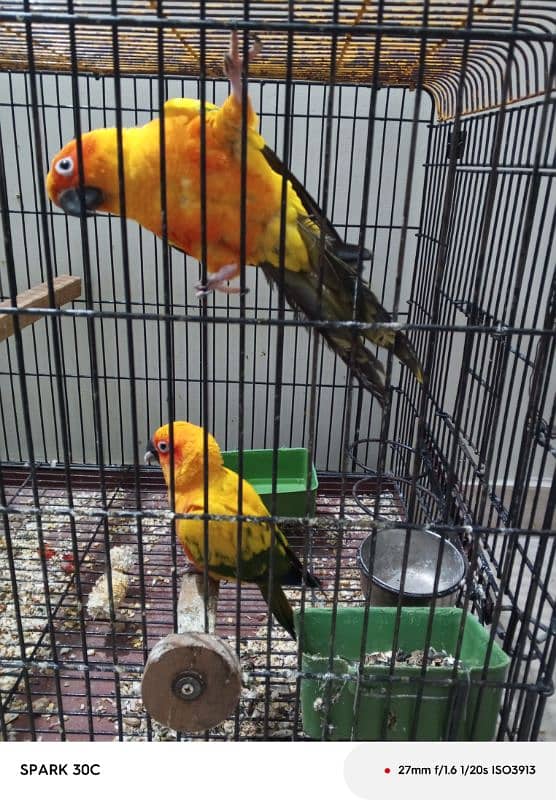 sun conure 0