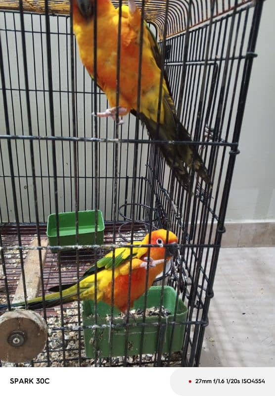 sun conure 1