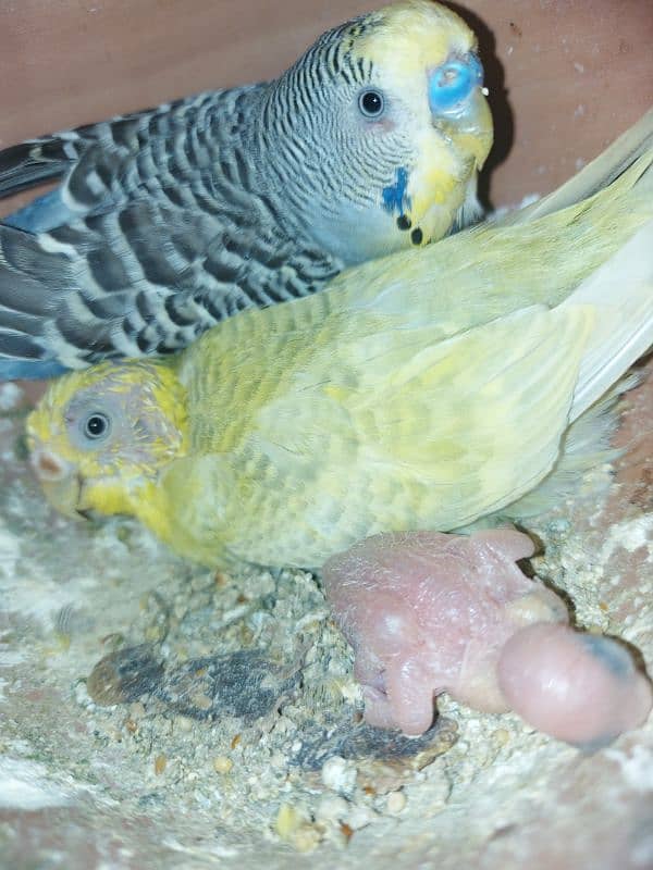 Breeder And Healthy pair for sale 0