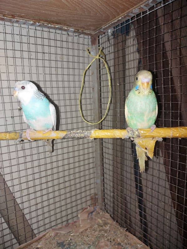 Breeder And Healthy pair for sale 4