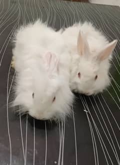 Angora rabbits