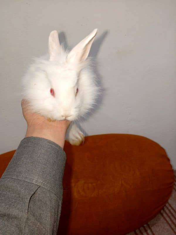 Angora rabbits 1