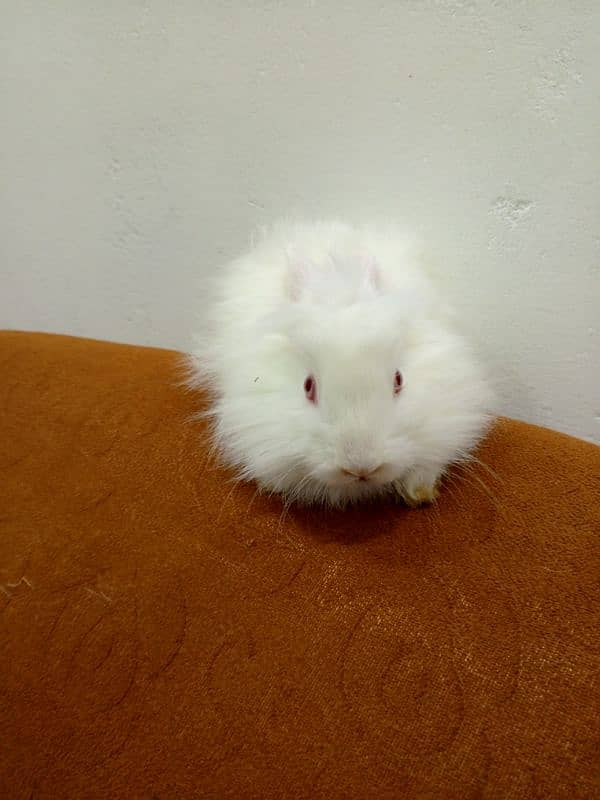 Angora rabbits 2