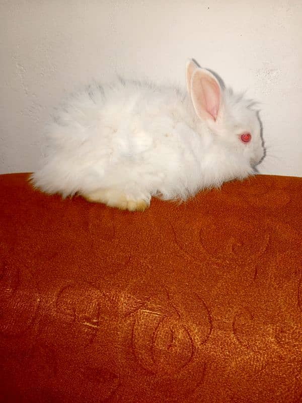 Angora rabbits 3