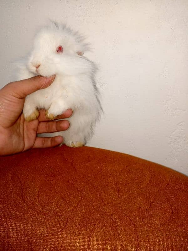 Angora rabbits 4