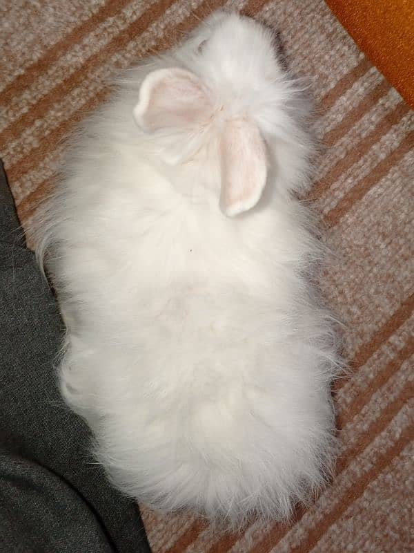 Angora rabbits 5