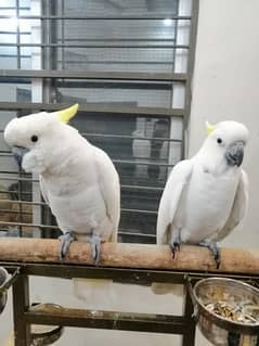 Medium sulphur cockatoo