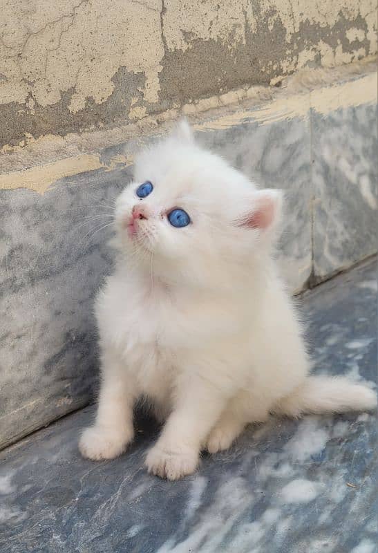 Persian kitten 8